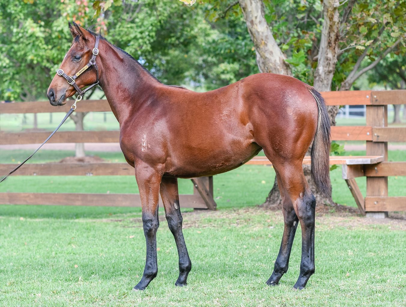 2024 Boutique Thoroughbreds Online Sale Inglis Digital Online Auctions